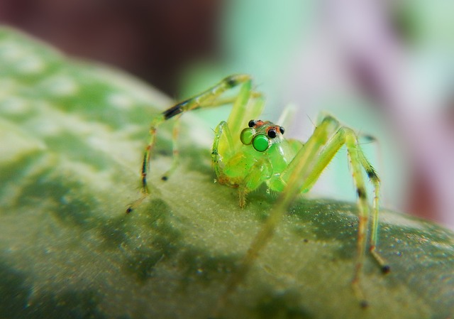 Bistriopelma