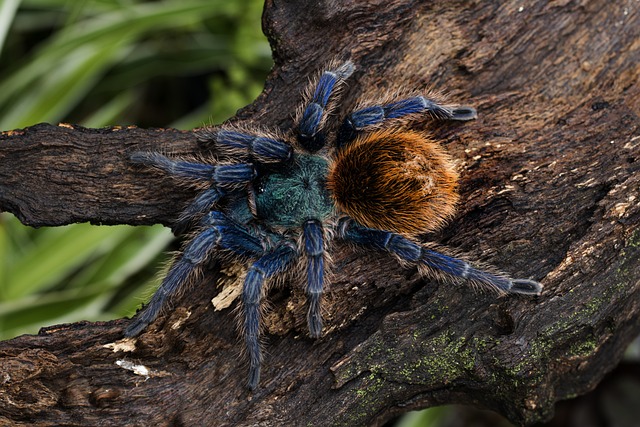 Coremiocnemis