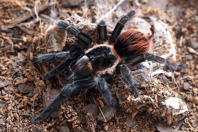 Bonnetina
