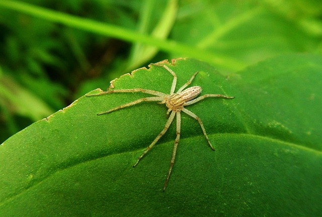 Aphonopelma
