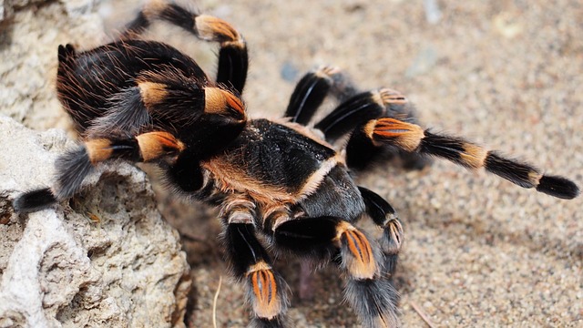 Cyriocosmus