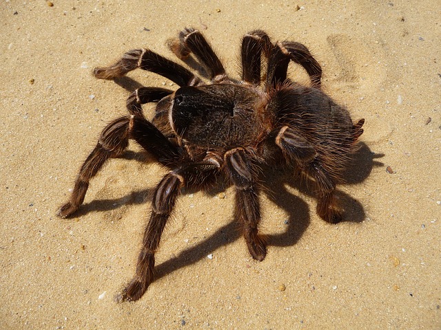 Cyrtogrammomma