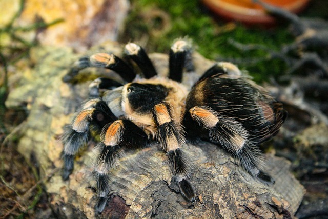 Bonnetina
