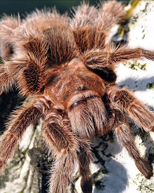 Avicularia