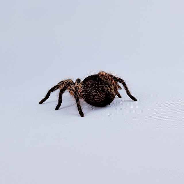 Cyriocosmus