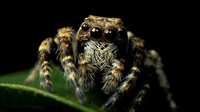 Cyriocosmus
