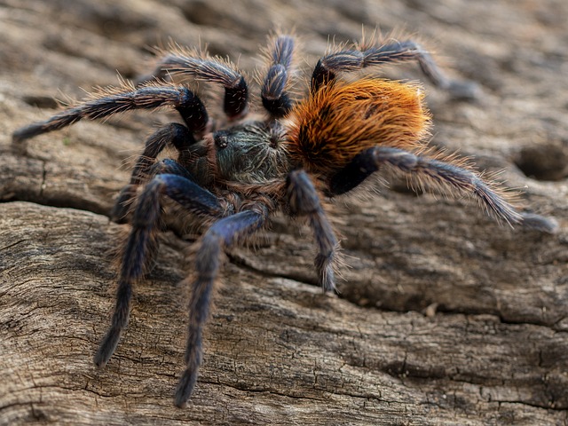 Brachionopus
