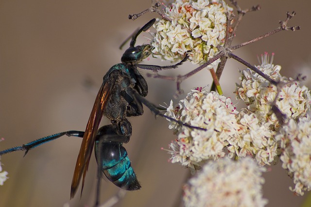 Cyriopagopus