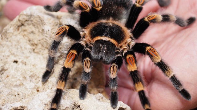 Bonnetina