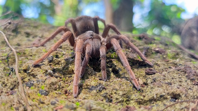 Bonnetina