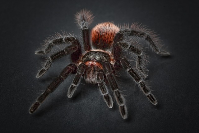 Cyriopagopus