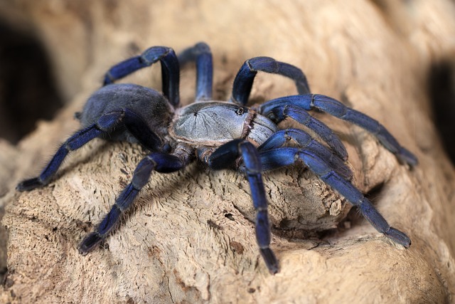 Bonnetina