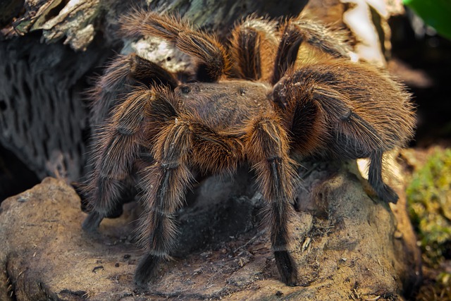 Cyriocosmus