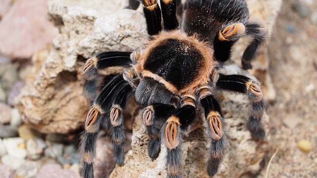 Aphonopelma