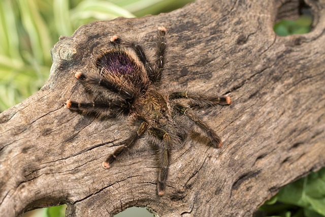 Cyriopagopus