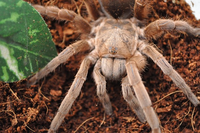 Bonnetina