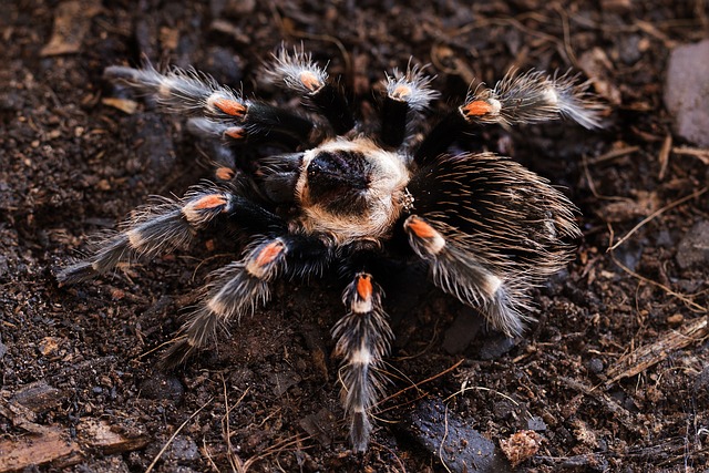 Cyriopagopus