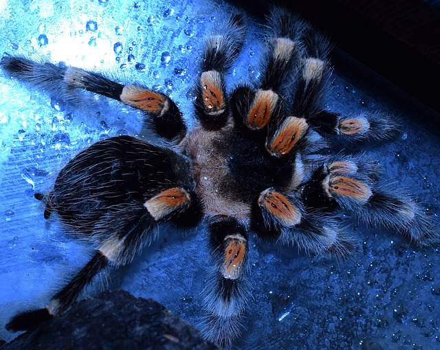Caribena