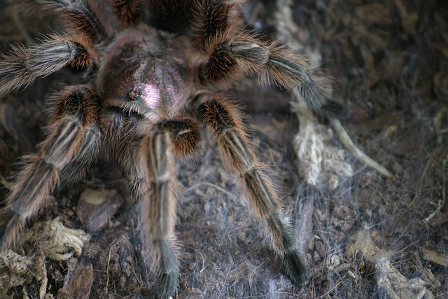 Cyrtogrammomma