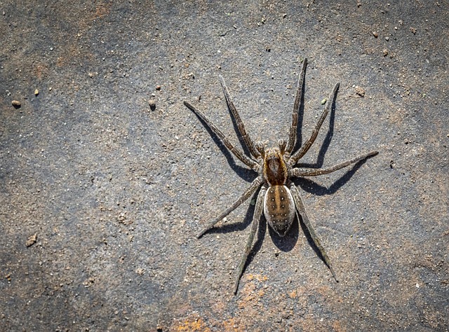 Cyriopagopus