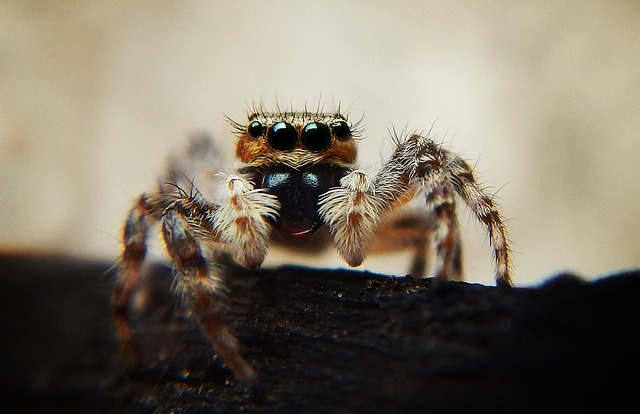 Crassicrus