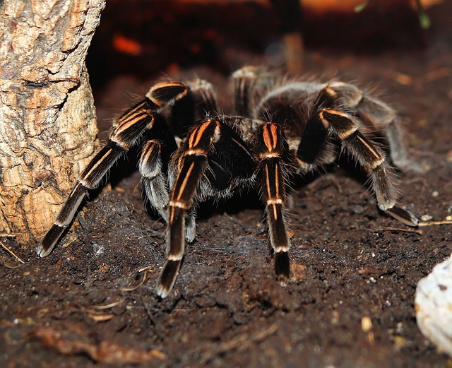 Aphonopelma