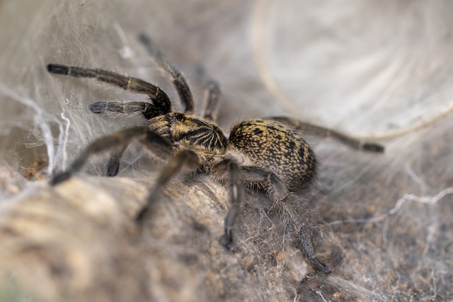 Aphonopelma
