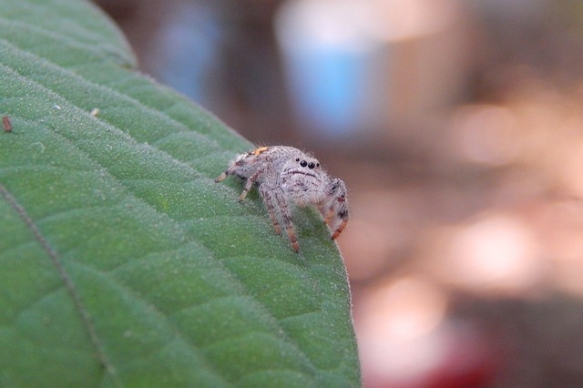Aphonopelma