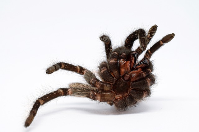 Cyriocosmus