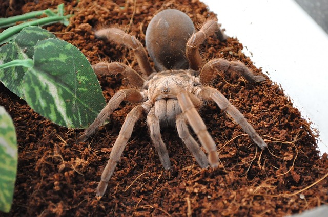 Aphonopelma