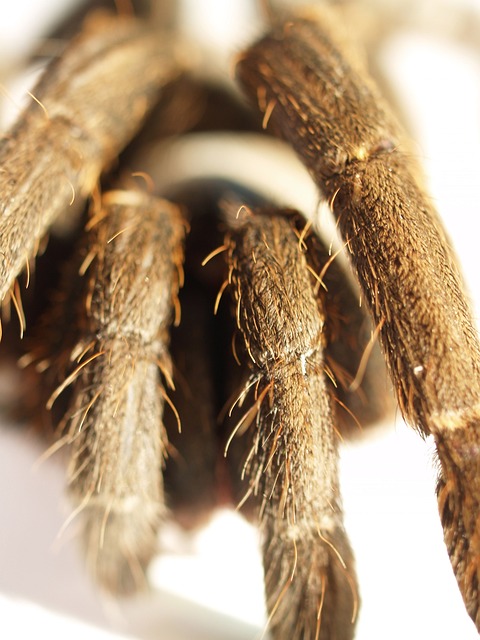 Cyriocosmus