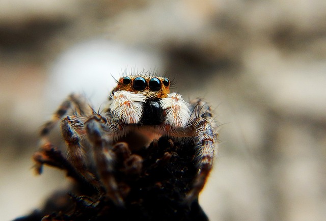 Cyriopagopus