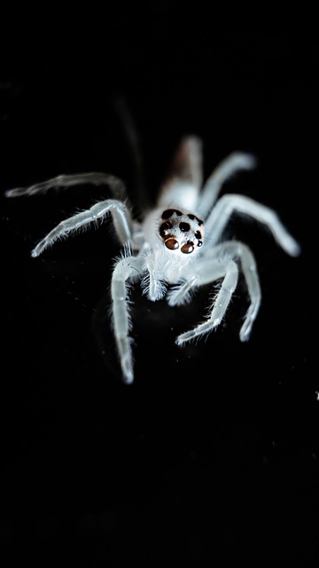 Crassicrus