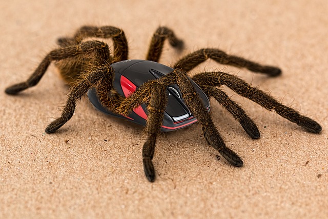 Cyriopagopus