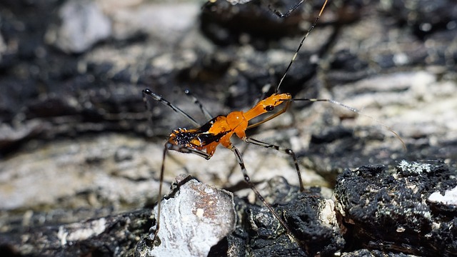 Cyriopagopus
