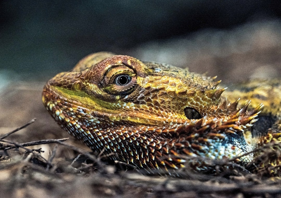 Bearded dragon