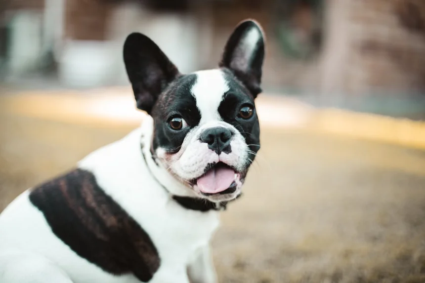Bulldog