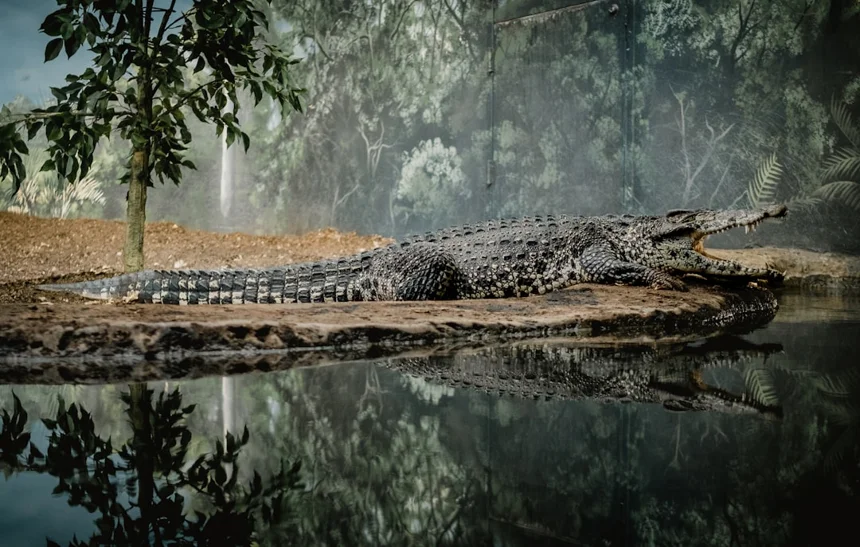 Crocodile