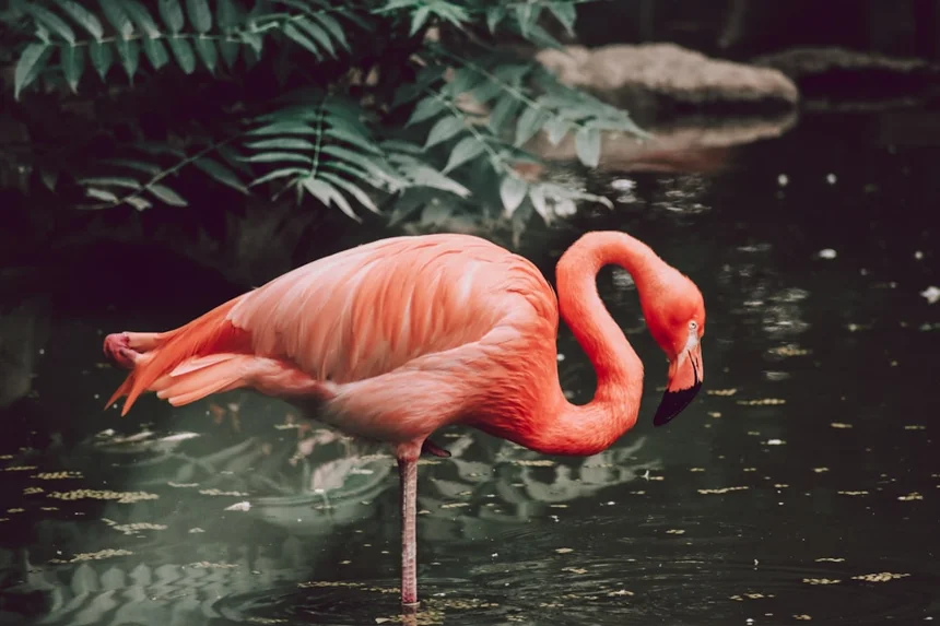 Flamingo