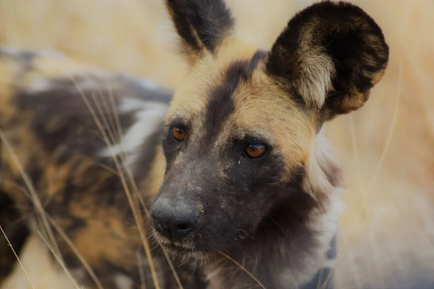 Hyena