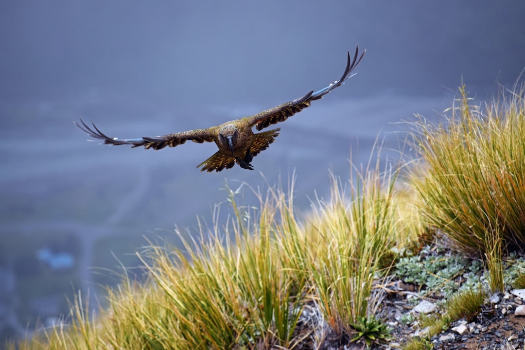 Kea