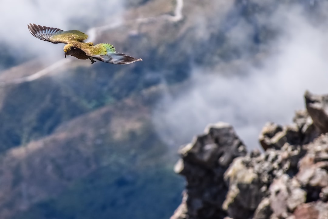 Kea