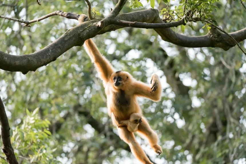 Monkey
