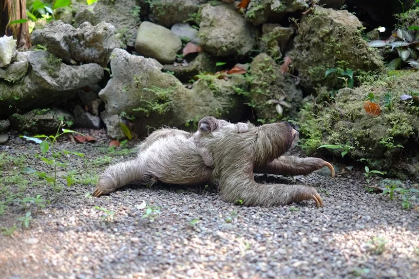 Sloth