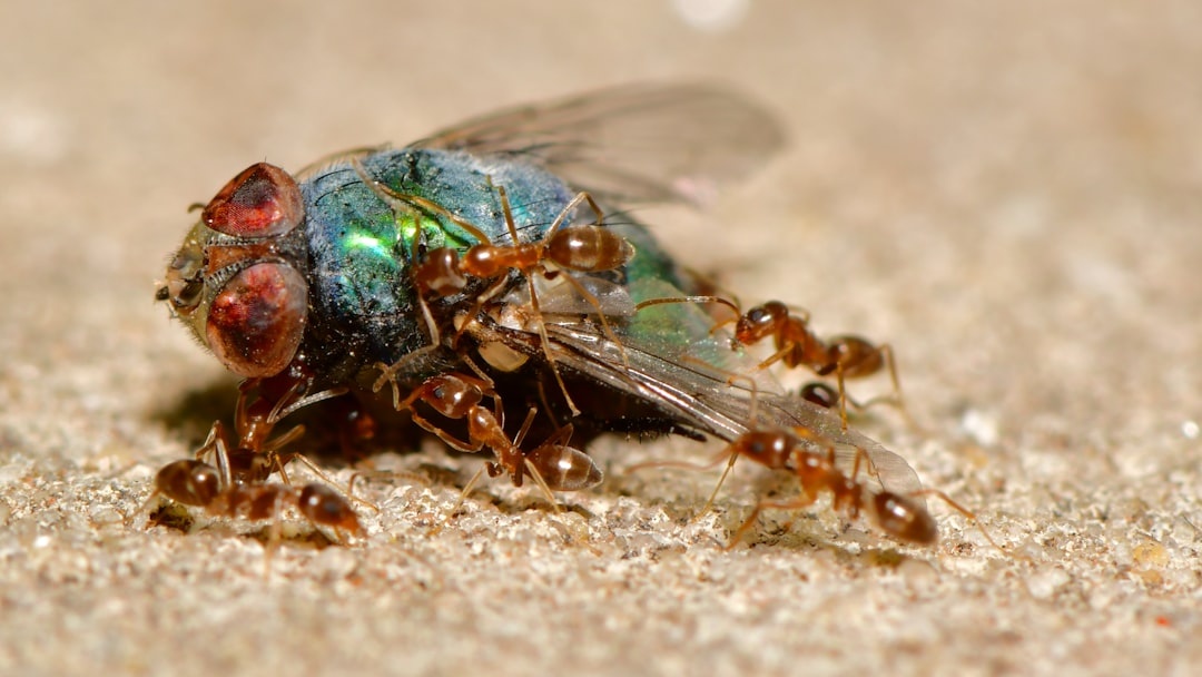 Termite