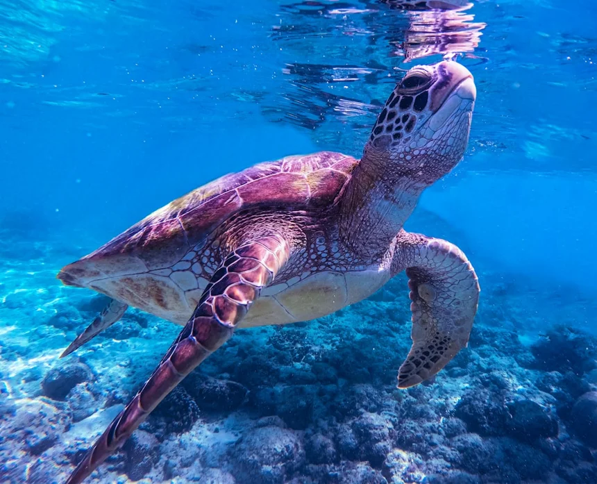 Turtle