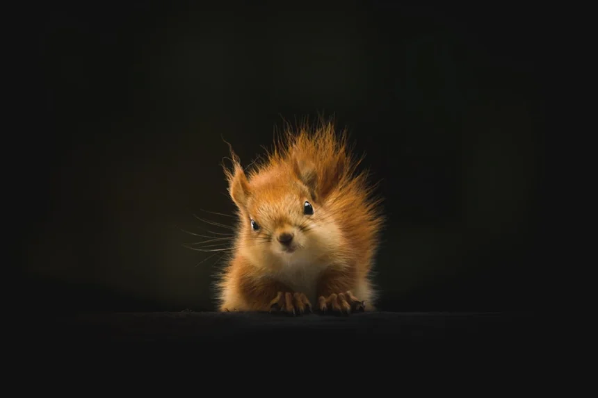 Animals