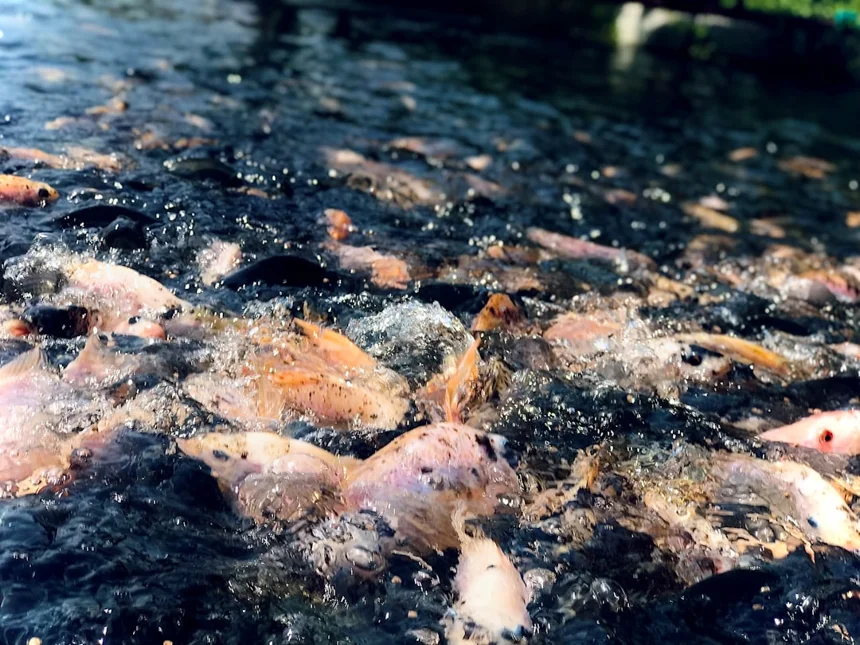 Aquaculture