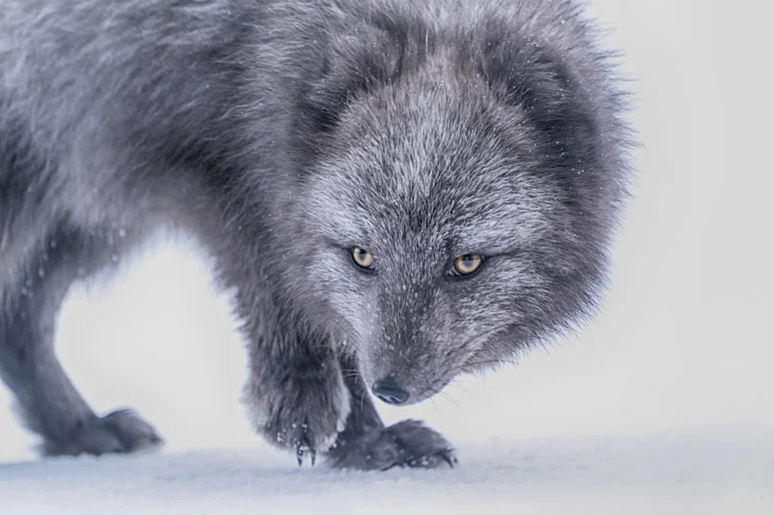 Arctic Fox