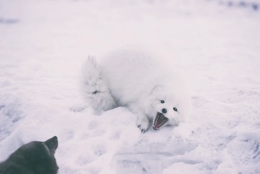 Arctic Fox